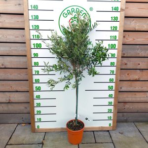 Olivovník európsky (Olea europaea)  - výška: 100-120 cm, kont. C5L – NA KMIENKU (-12°C)
